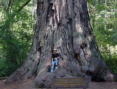 Redwood Tree